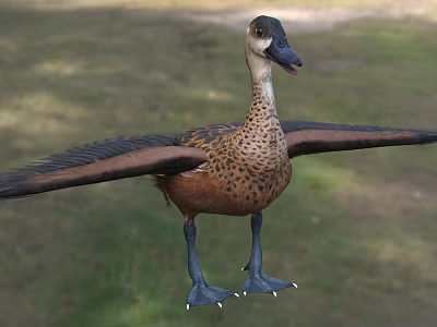 Aquatic Duck With Brown Spotted Feathers Blue Feet And Spread Wings Standing On Grass 3d model