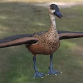 Aquatic Duck With Brown Spotted Feathers Blue Feet And Spread Wings Standing On Grass