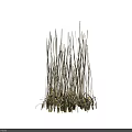 Tall Golden Grass with Slender Stems and Natural Texture on Dark Background