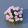 Vibrant Purple And Pink Flowers With Green Leaves In Round Cluster Against Gray Background