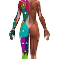 Medical Device Human Muscle Anatomy 3D Model With Colorful Labeled Muscles And Numbered Markers