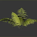 Fern Plant Displaying Lush Green Feathery Fronds Reflected On Dark Shiny Surface