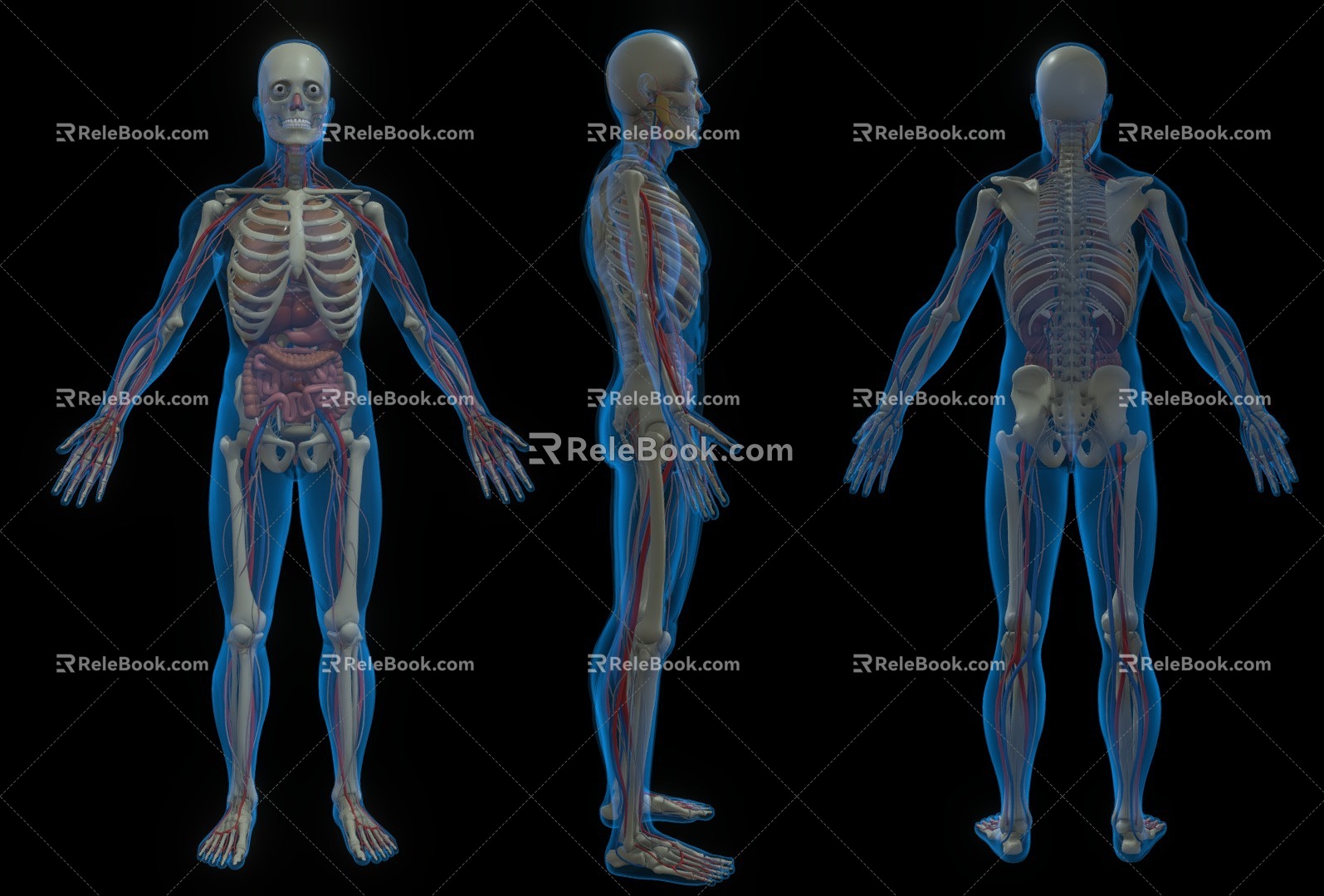 Medical Devices Human Body Structure Human Anatomy Medical Human Body Structure Profile Human Organs 3d model