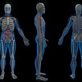 Medical Devices Human Body Structure Human Anatomy Medical Human Body Structure Profile Human Organs 3d model