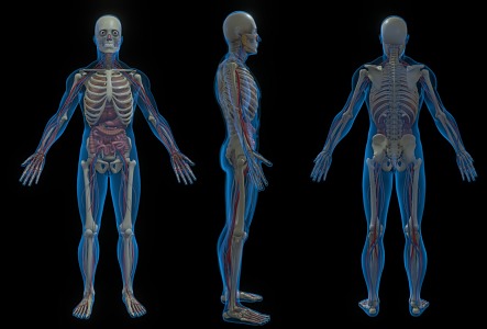 Medical Devices Human Body Structure Human Anatomy Medical Human Body Structure Profile Human Organs 3d model