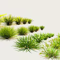 Various Green Grass Plants For Outdoor Landscaping And Garden Design