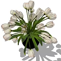 Potted White Tulips Arrangement With Black Vase And Green Leaves For Indoor Decoration