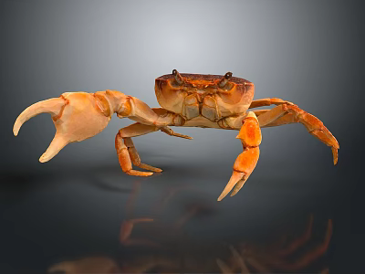 Realistic Orange Brown Crab With Large Claws On Dark Background And Reflection 3d model