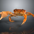 Realistic Orange Brown Crab With Large Claws On Dark Background And Reflection