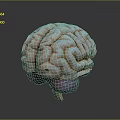 head structure head structure brain structure human head structure human facial tissue human facial muscle tissue 3d model
