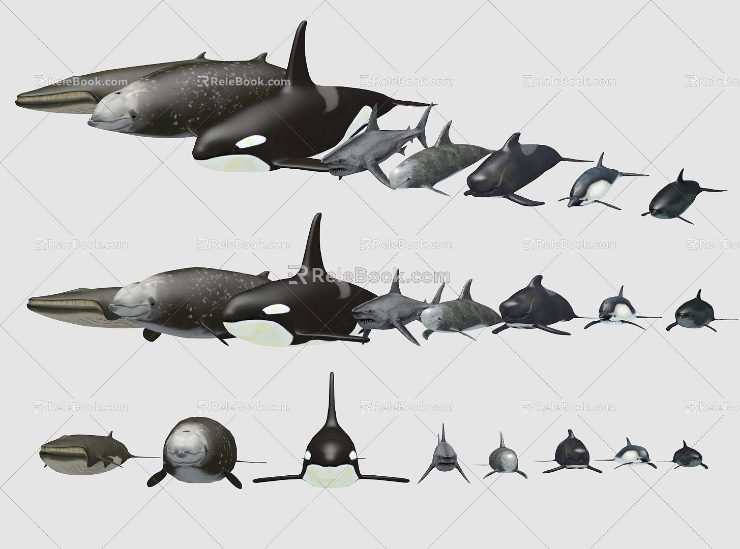 Modern Dolphin Whale Shark Dolphin 3d model