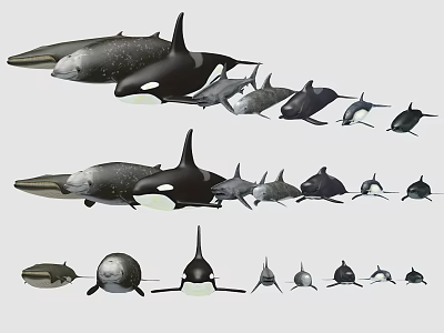 Diverse Aquatic Animals Showcasing Orca Dolphin Whale And Other Species In Different Sizes 3d model