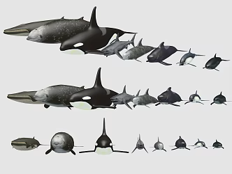 Modern Dolphin Whale Shark Dolphin 3d model