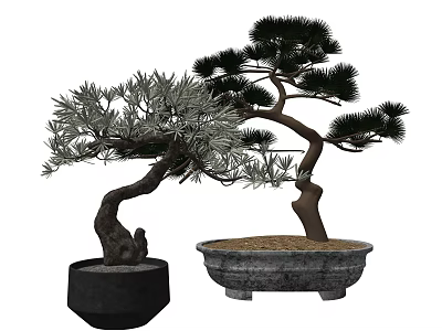 Two Bonsai Pine Trees with Curved Trunks Green Foliage in Black and Gray Pots 3d model