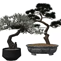 Two Bonsai Pine Trees with Curved Trunks Green Foliage in Black and Gray Pots