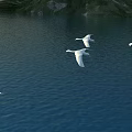 Flying Swans Over Blue Water Surface With Green Shore And Natural Landscape