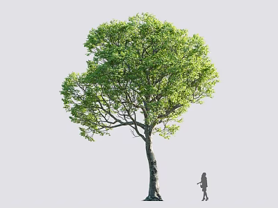 Tall Arbor With Lush Green Foliage And Thick Trunk Standing Beside A Small Girl 3d model