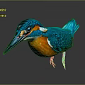 Vibrant Blue Kingfisher with Orange Belly Long Beak Red Feet on Dark Background Reflection