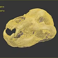 Modern Skull Animal Skull Fossil Skull Skeleton 3d model