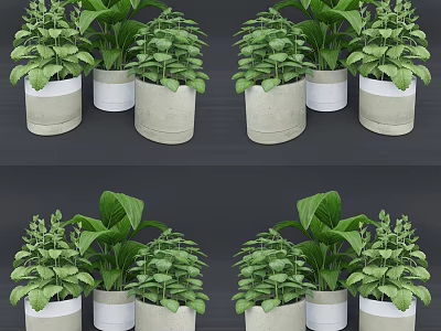 Beautiful Potted Bonsai Plants With Lush Green Leaves In Decorative White And Gray Pots 3d model