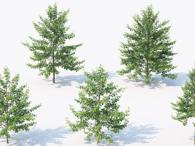 Green Leafy Multiple Tall Trees Arranged Against White Background With Shadows 3d model
