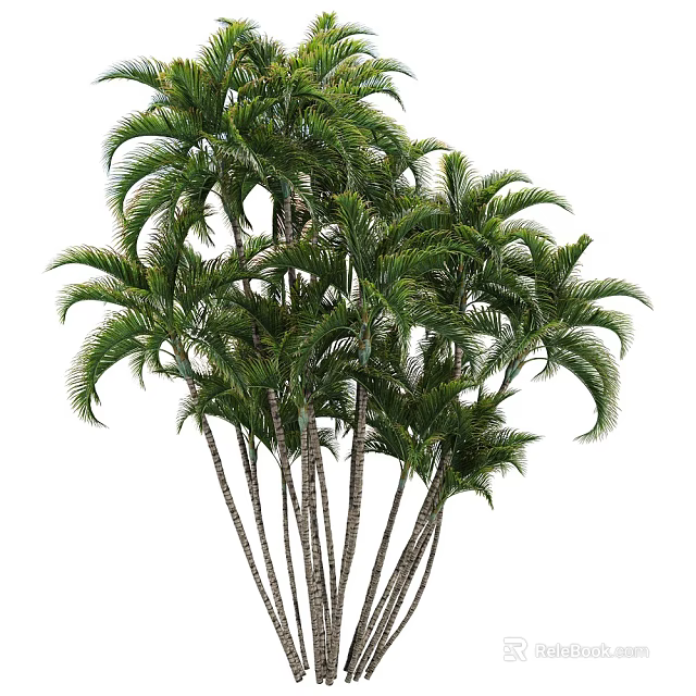 Tropical Palm Trees With Tall Slender Trunks And Lush Green Fronds 3d model 