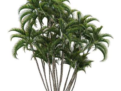 Tropical Palm Trees With Tall Slender Trunks And Lush Green Fronds 3d model