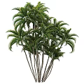Tropical Palm Trees With Tall Slender Trunks And Lush Green Fronds