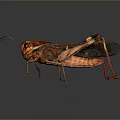 Grasshopper Featuring Brown And Red Body Long Legs On Dark Background With Surface Reflection 3d model