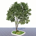 Lush Green Arbor with Brown Trunk and Leaves on Gray Pavement White Border and Grass