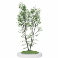 Arbor with Green Leaves Dark Trunk Circular White Base and Green Lawn