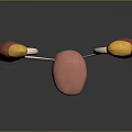 Human Kidneys Ureters and Bladder Anatomy 3D Medical Illustration Structure