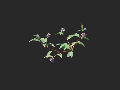 Purple Flowering Plant With Green Leaves And Slender Branches Bearing Multiple Blooms 3d model