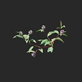 Purple Flowering Plant With Green Leaves And Slender Branches Bearing Multiple Blooms