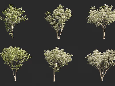 Diverse Collection of Arbor Trees Showcasing Various Foliage and Branch Structures 3d model