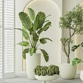 Indoor Bonsai Plants in White Pots with Various Green Species Minimalist Interior and Arch Wall