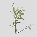 Fresh Green Bamboo Plant With Long Stems And Lush Leaves For Indoor Decor