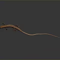 Orange and brown reptile lizard with long slender tail on gray background