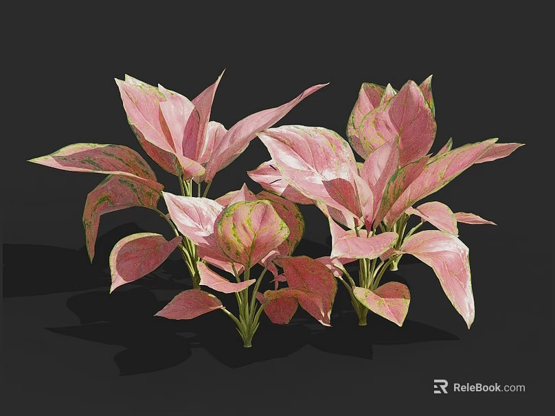 Lush Pink and Green Leaf Plants with Vibrant Foliage for Indoor Decoration 3d model 