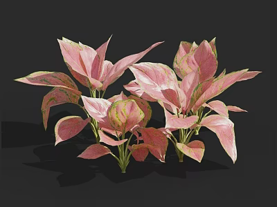 Lush Pink and Green Leaf Plants with Vibrant Foliage for Indoor Decoration 3d model