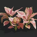 Lush Pink and Green Leaf Plants with Vibrant Foliage for Indoor Decoration