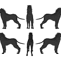 Black Wolf 3D Model Game and Movie Character With Different Angles Views