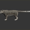 Modern Leopard Snow Leopard 3d model