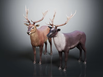 Two Deer with Large Antlers Different Color Variations Standing Together on Gray Background 3d model