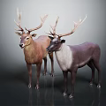 Two Deer with Large Antlers Different Color Variations Standing Together on Gray Background 3d model