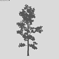 Tall Tree with Green Foliage against Black Background and Human Silhouette for Height Comparison