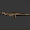 Modern Crocodile Alligator Nile Crocodile carnivore 3d model