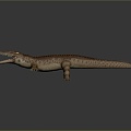 Modern Crocodile Alligator Nile Crocodile carnivore 3d model