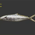 Whole Fresh Tuna Fish With Shiny Metallic Blue Skin On Reflective Surface