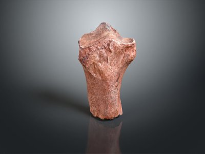 thigh bone knee bone leg bone joint life supplies 3d model